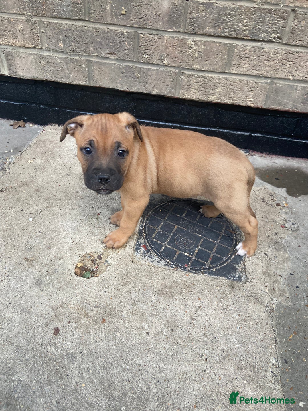 Mixed Breed dogs for sale: Mum and puppy for sale - Image 4