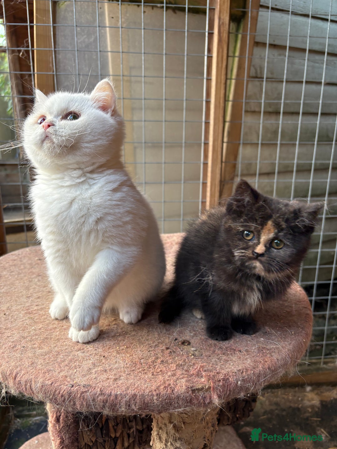 British Shorthair cats for sale: British Shorthair kittens - Image 25