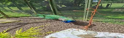 Peafowl poultry for sale: Indian Blue Peacock - Advert 3