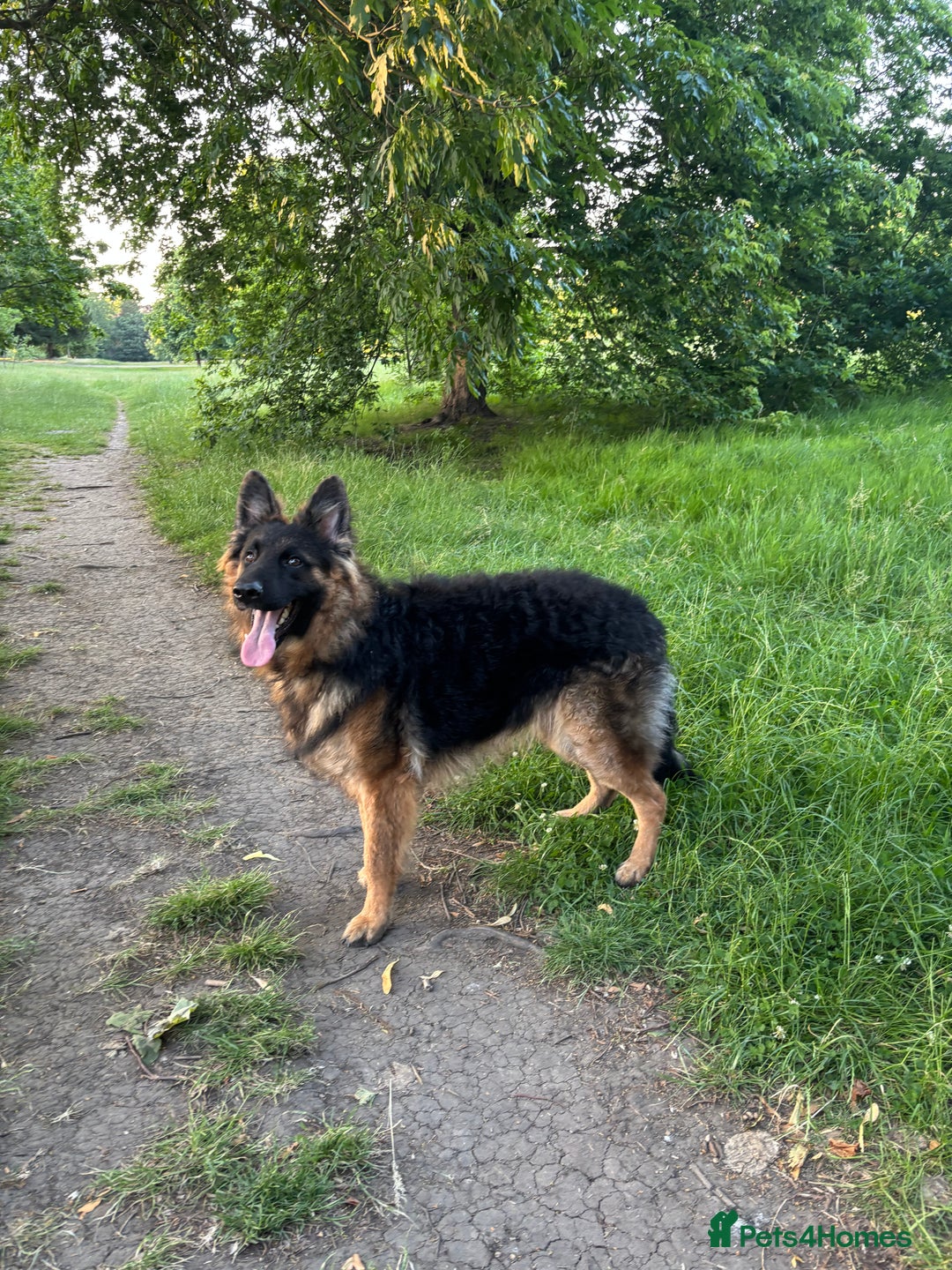 German Shepherd dogs for sale: Rehoming 1 Year Old Male German Shepherd - Advert 26