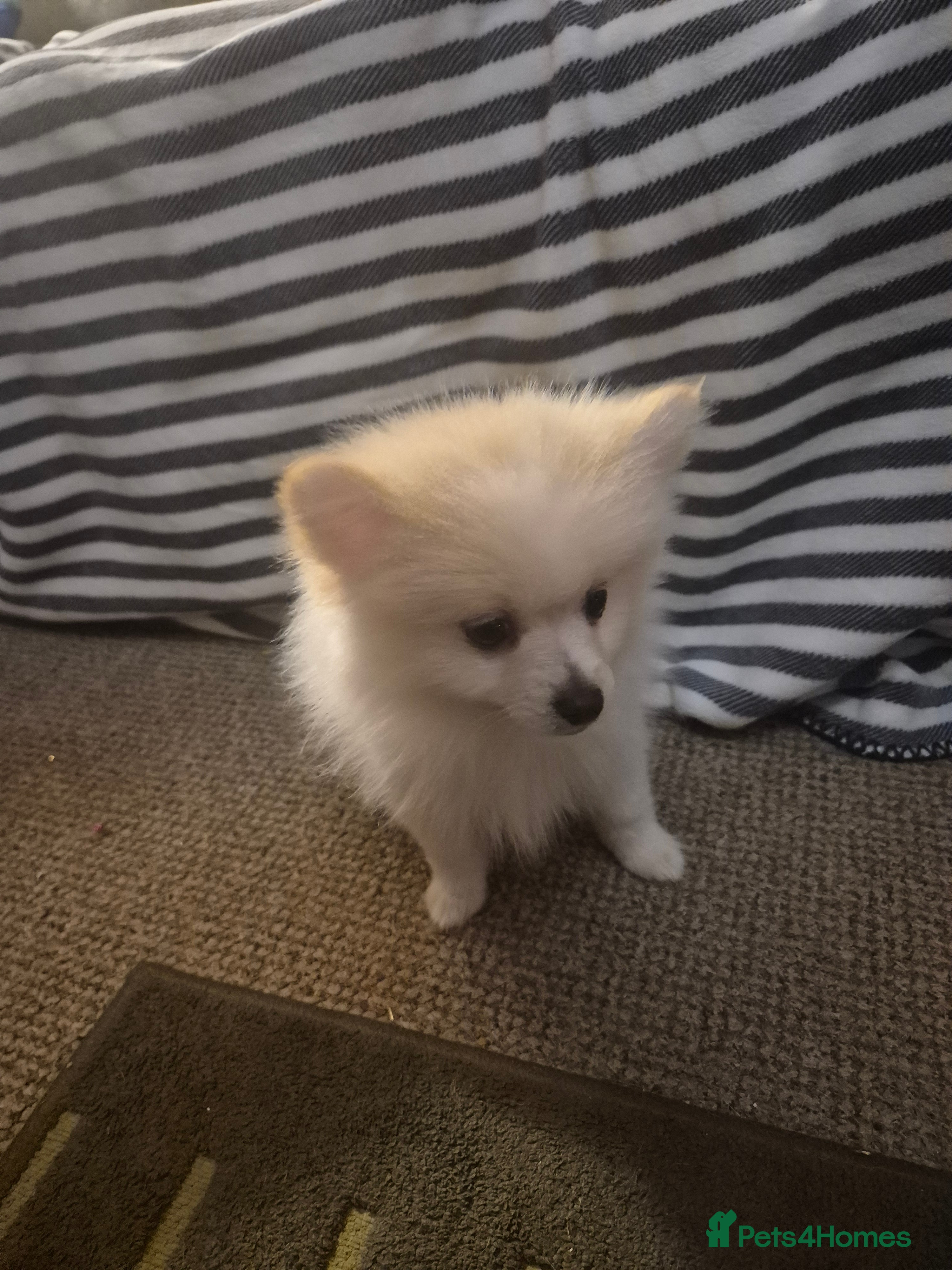 Pomeranian dogs Pomeranian male puppy - Advert 1