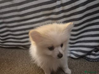 Pomeranian dogs Pomeranian male puppy - Advert 10