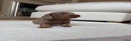 Miniature Dachshund dogs for sale: Mini dachshunds available  in Willenhall - Advert 15