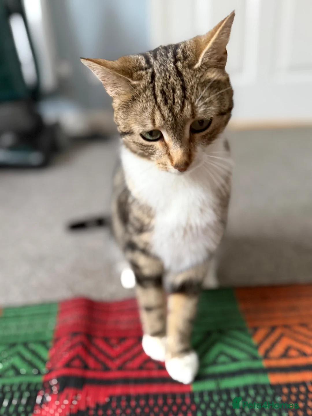 Mixed Breed cats for sale: Millie Female 3 Years old Bengal/Mainecoon  - Advert 2