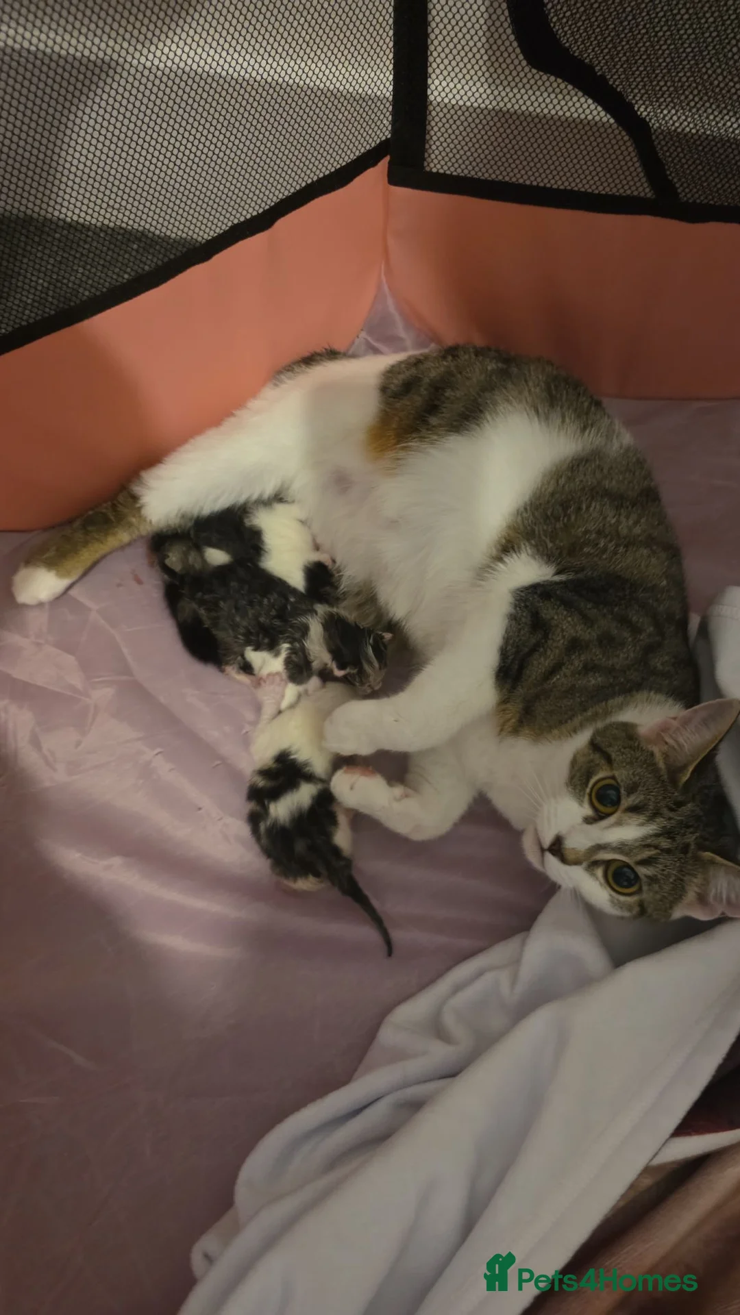 Mixed Breed cats for sale: 2 beautiful kittens leave - Advert 1