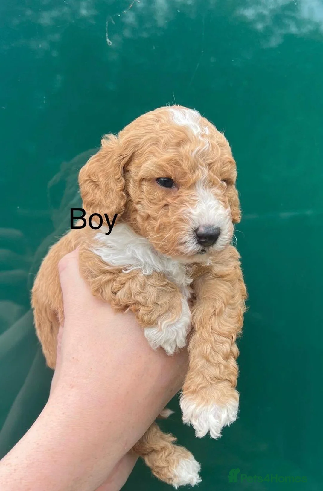 Miniature Poodle dogs for stud: Stunning Red Poodle for Stud in Motherwell - Advert 35