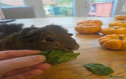 Guinea Pig rodents for sale: READY NOW. 2 young Sister Guinea Pigs - Image 3
