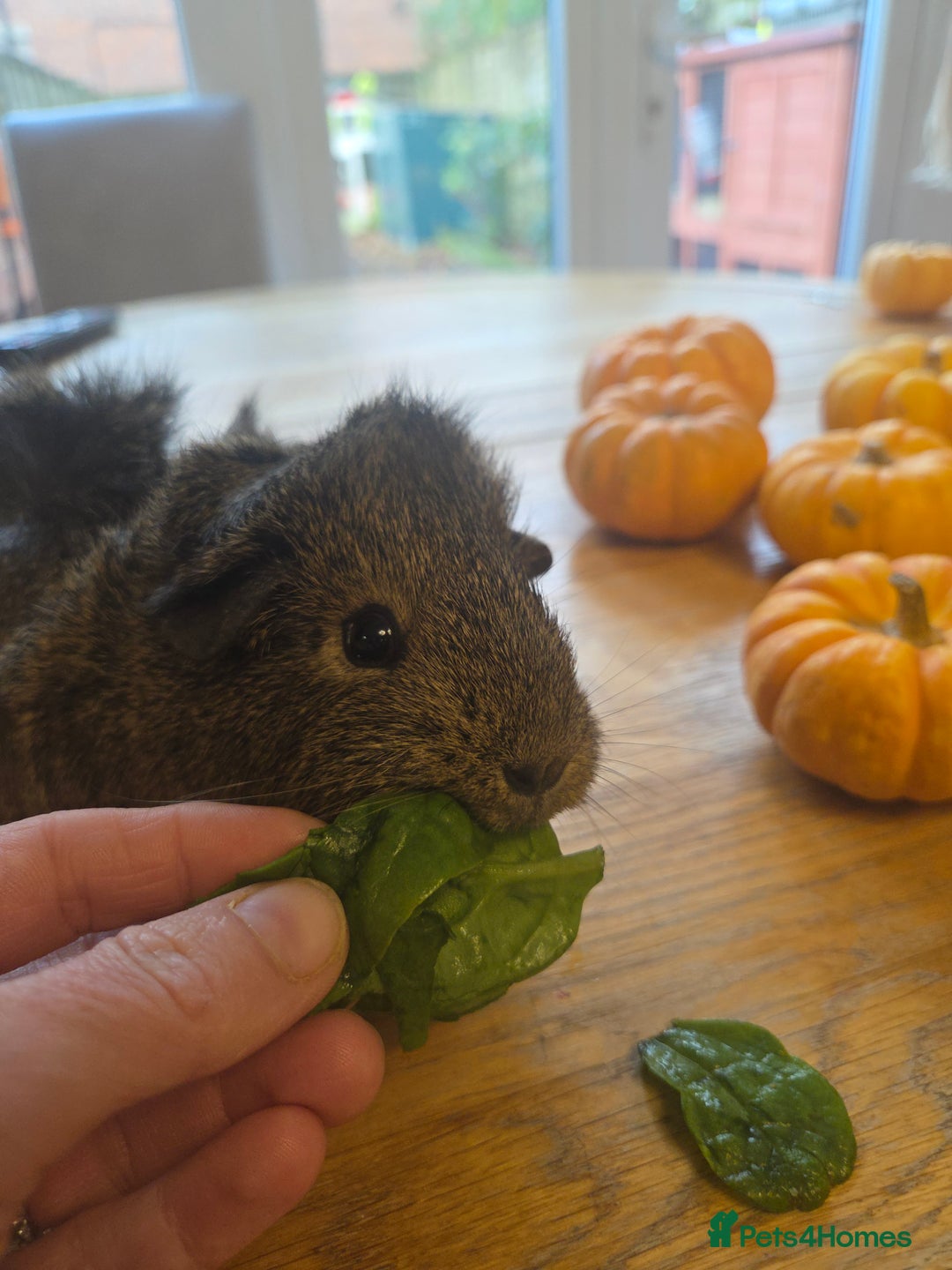 Guinea Pig rodents for sale: READY NOW. 2 young Sister Guinea Pigs - Image 3