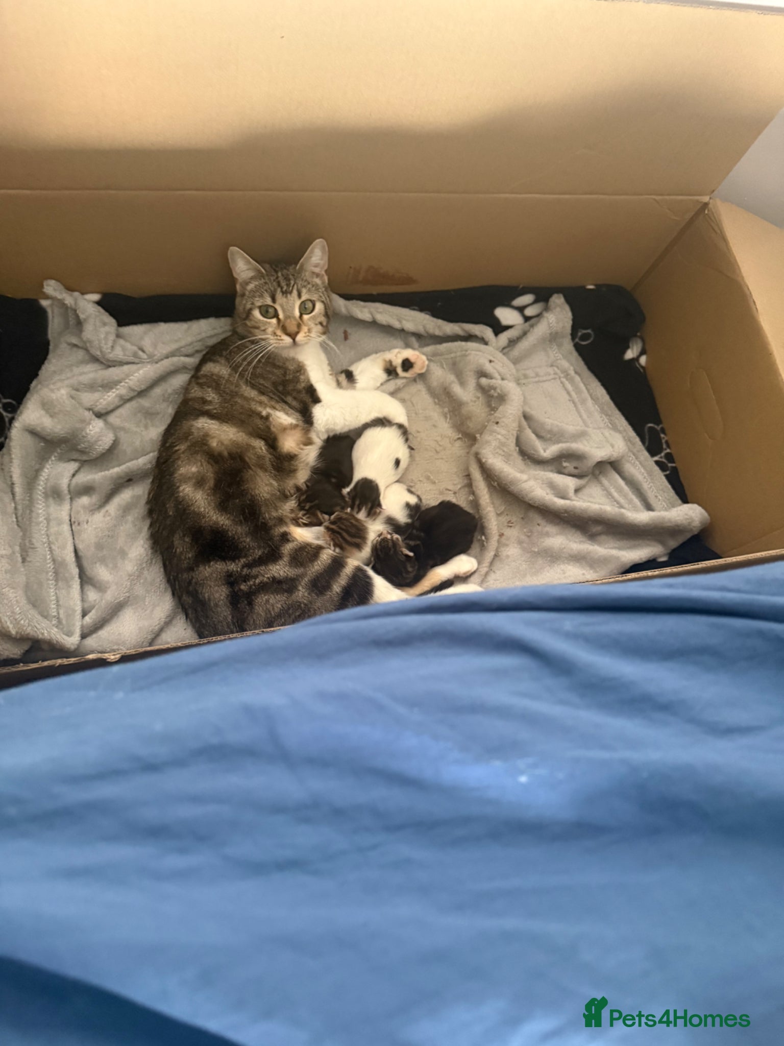 British Shorthair cats 2 kittens for sale black tabby and white tabby - Advert 8