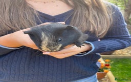 Guinea Pig rodents for sale: Female guinea pigs - Image 1
