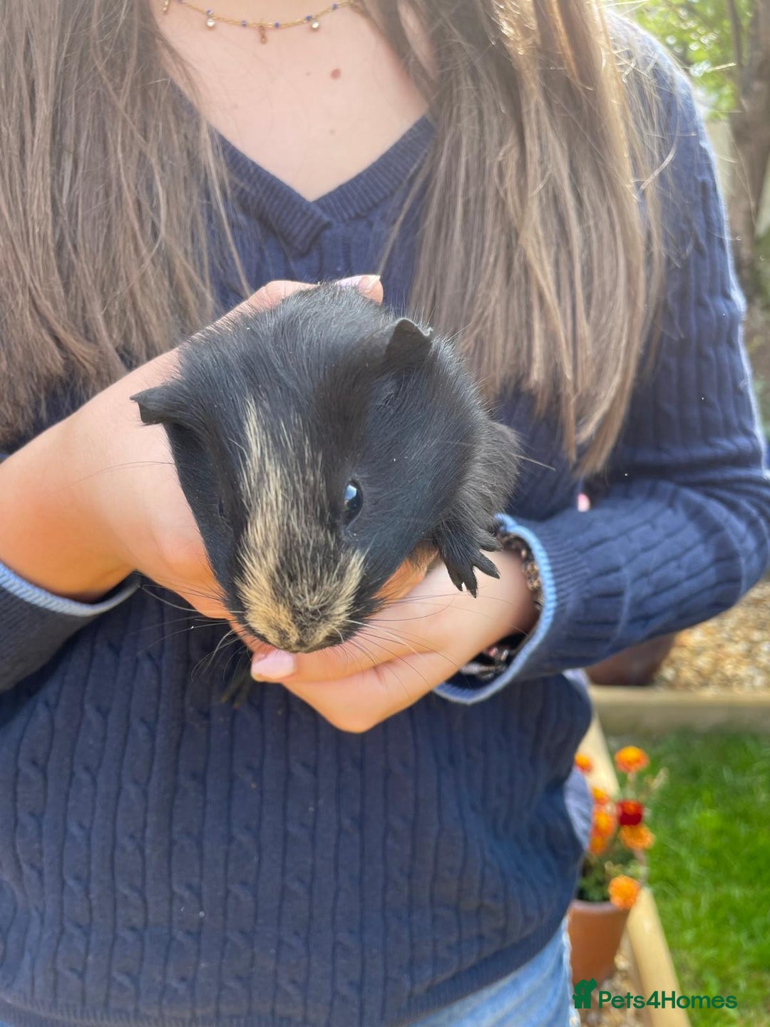 Guinea Pig rodents for sale: Female guinea pigs - Image 1