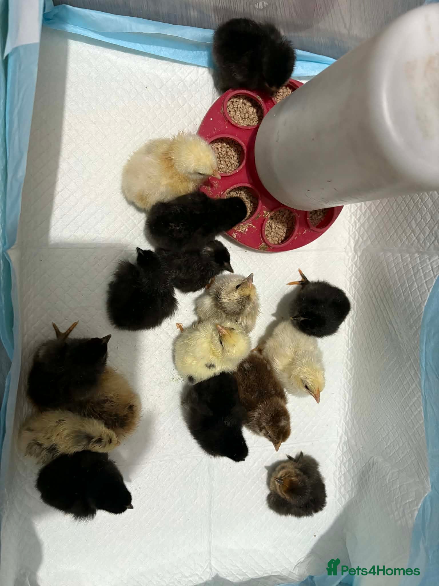 Chickens poultry Mixed chicks week old - Advert 2