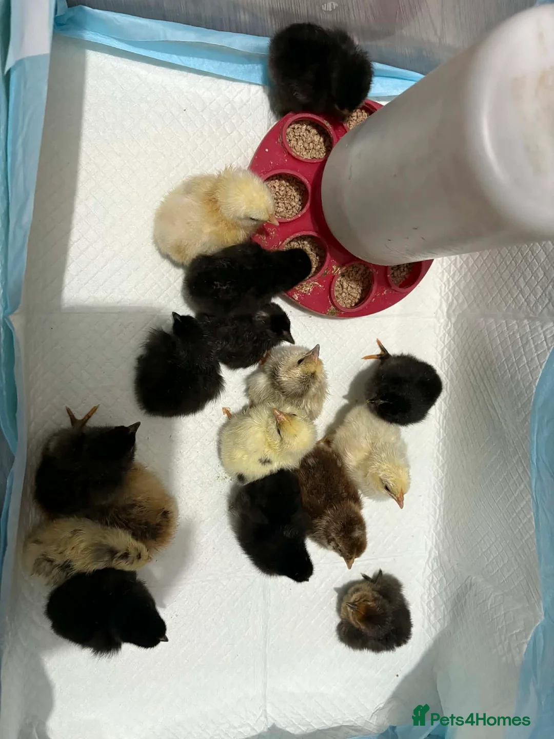Chickens poultry for sale: Mixed chicks week old in Barry - Advert 1
