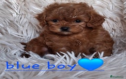 Cavapoochon dogs for sale: Top quality cavapoochons - Image 1