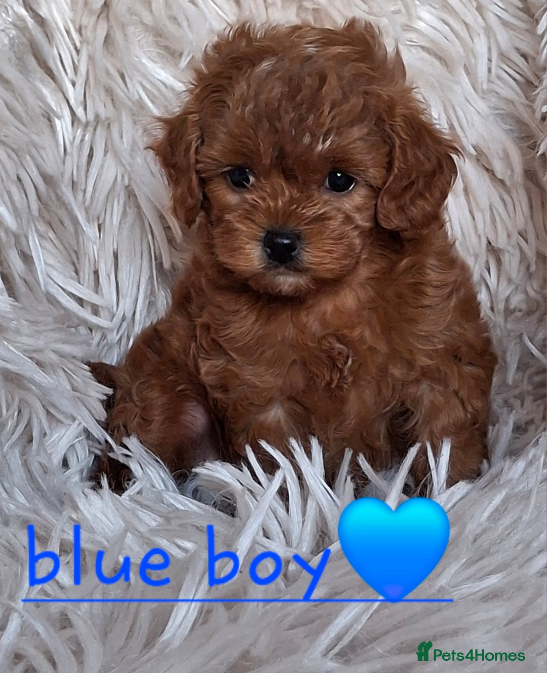 Cavapoochon dogs for sale: Top quality cavapoochons - Image 1