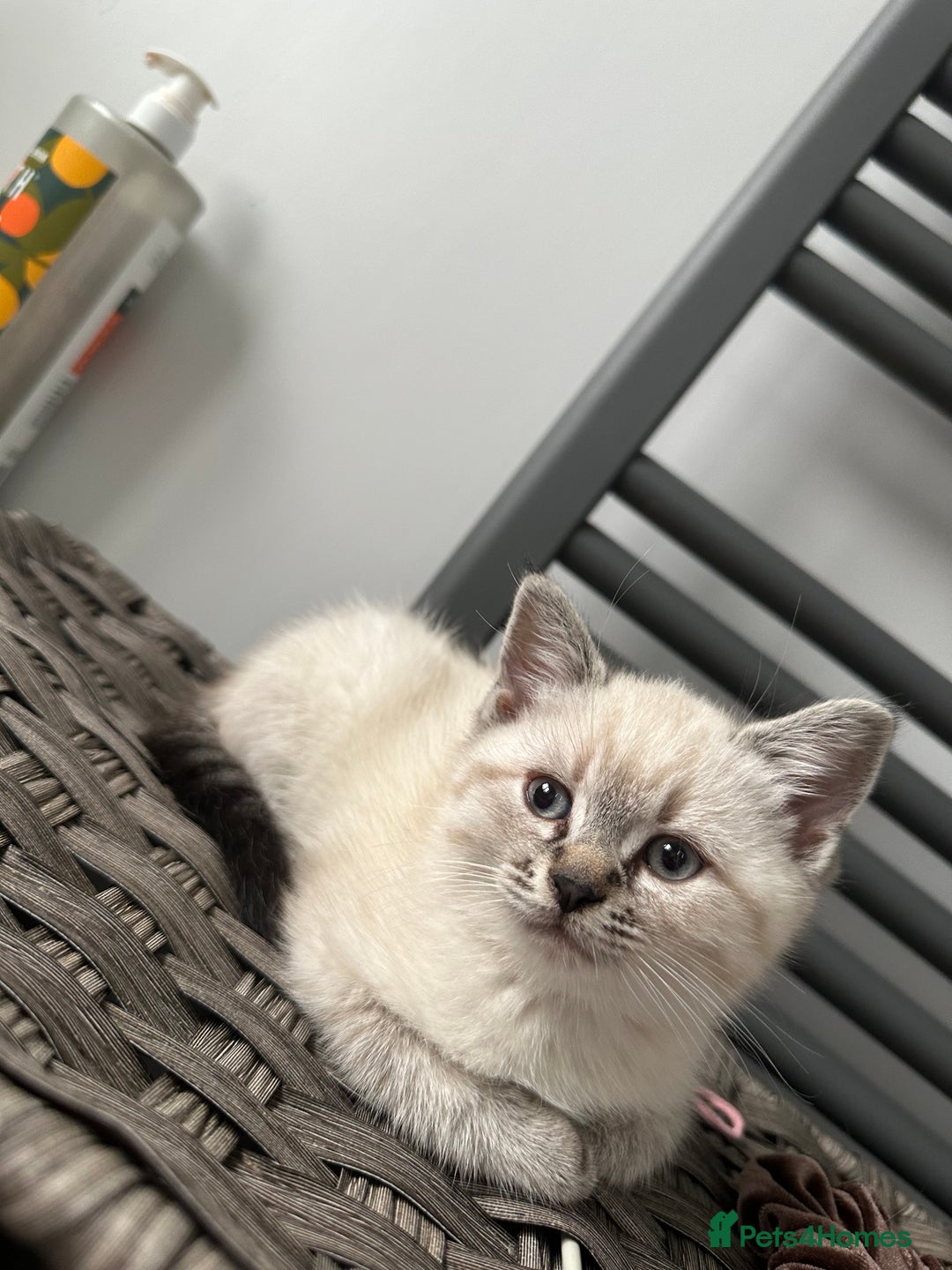 Mixed Breed cats for sale: ✨Meet Our Beautiful Bengal Mix Girls!✨ - Advert 3