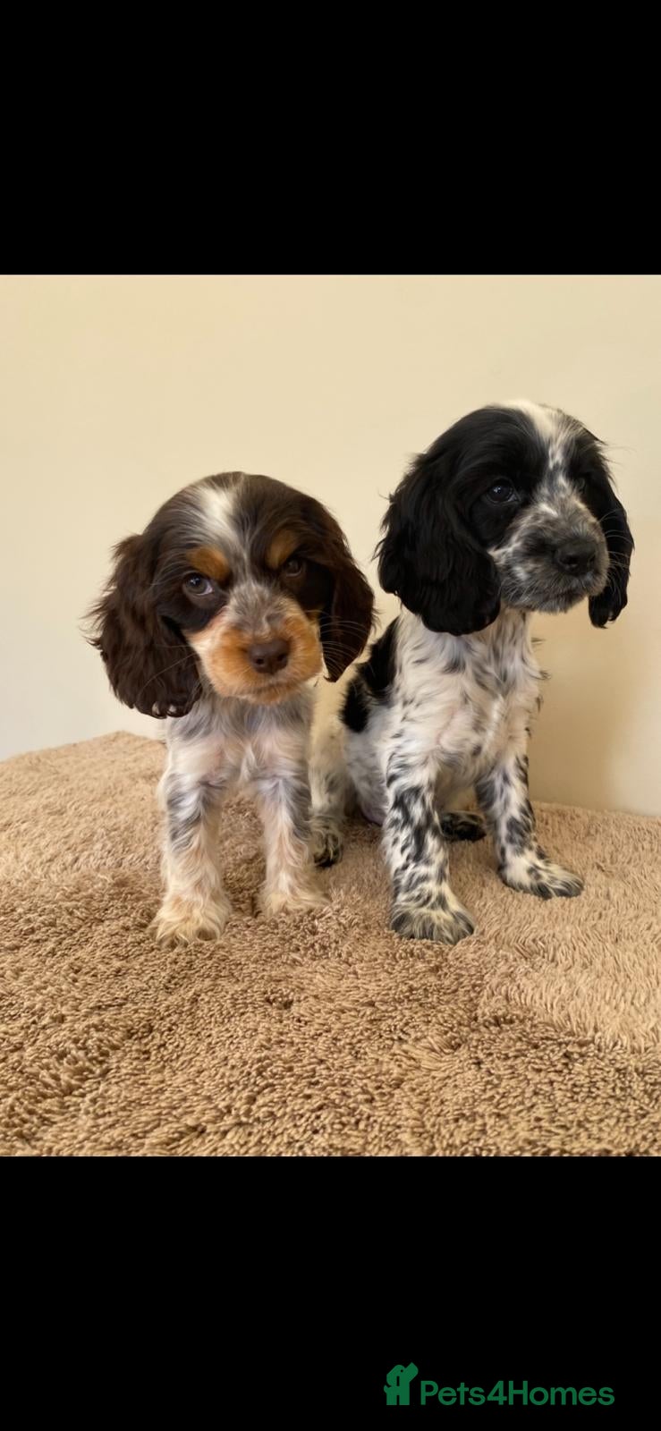 Cocker Spaniel dogs Kc registered show type spaniels  - Advert 1