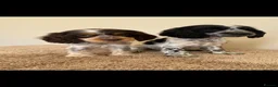 Cocker Spaniel dogs for sale: Kc registered show type spaniels  - Advert 1