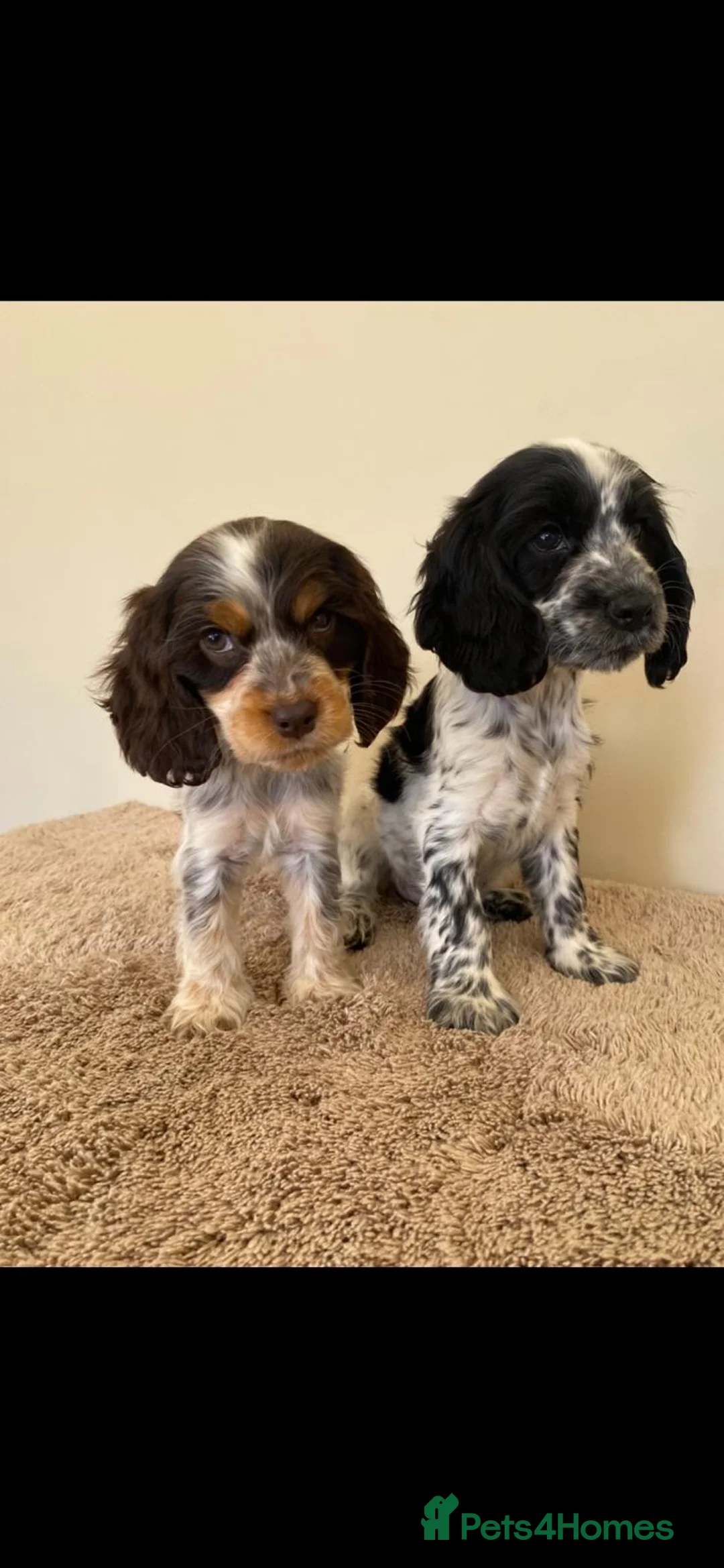 Cocker Spaniel dogs for sale: Kc registered show type spaniels  - Advert 1