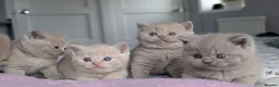 British Shorthair cats for sale: Exceptional British Shorthair kittens 🔥💥 - Advert 5