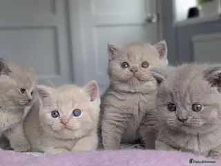 British Shorthair cats Exceptional British Shorthair kittens 🔥💥 - Advert 1
