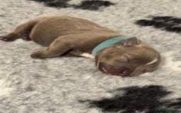 Staffordshire Bull Terrier dogs for sale: 🏆BLUE CHAMPION STAFFORDSHIRE BULL TERRIER PUPS  - Image 4