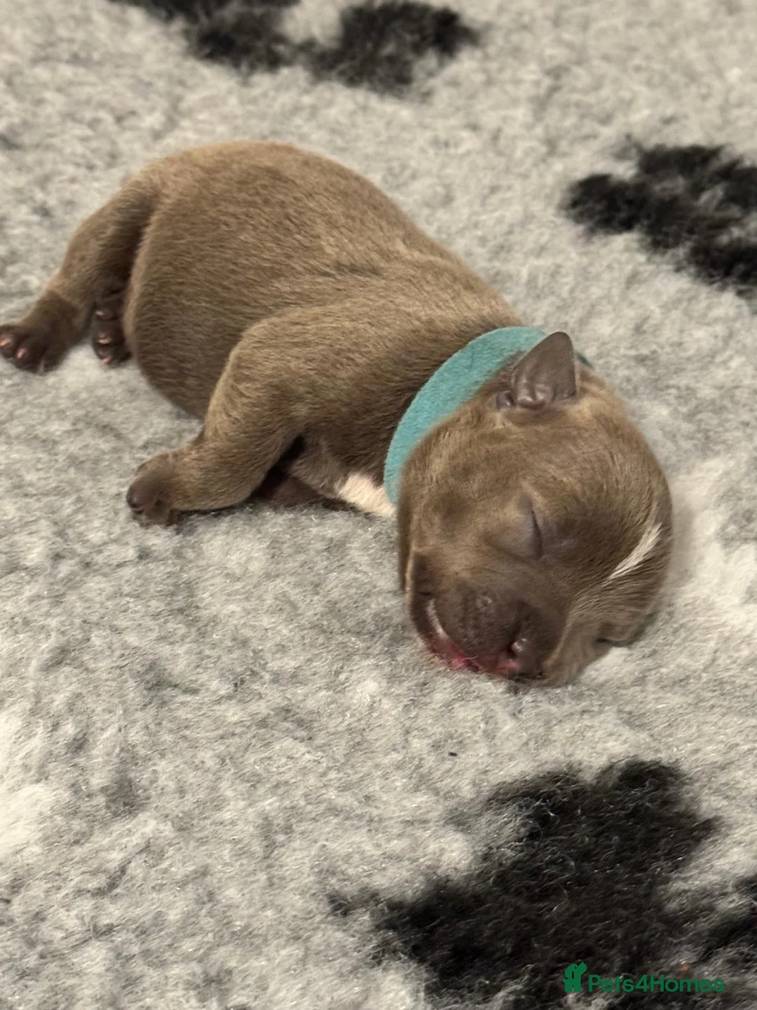 Staffordshire Bull Terrier dogs for sale: 🏆 CHAMPION BLUE BITCH READY TO LEAVE 🏆 - Advert 11