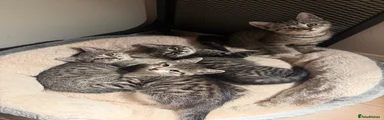 Mixed Breed 1