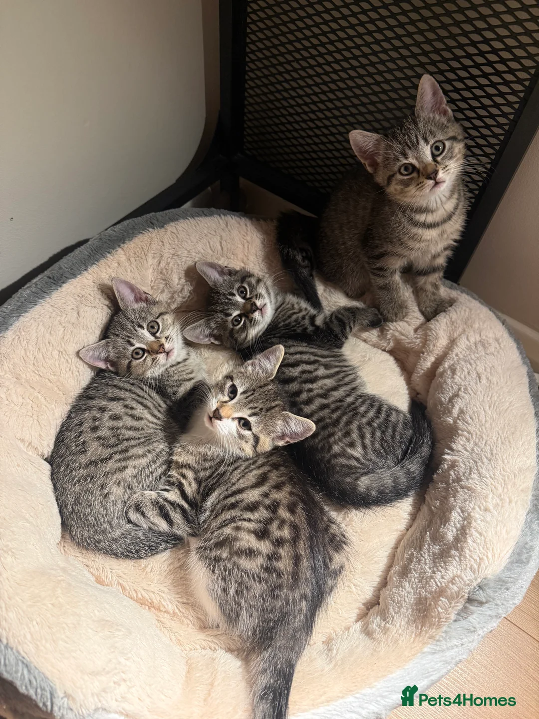 Mixed Breed cats for sale: Cat sale in Northolt - Advert 2