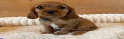 Cavalier King Charles Spaniel dogs for sale: KC Registered and DNA Tested Clear  - Advert 4