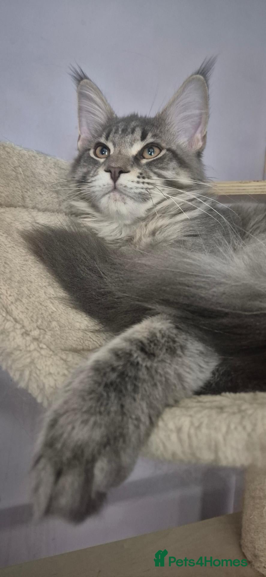 Maine Coon cats Maine Coon kittens AVAILABLE (Large) ready now - Advert 2