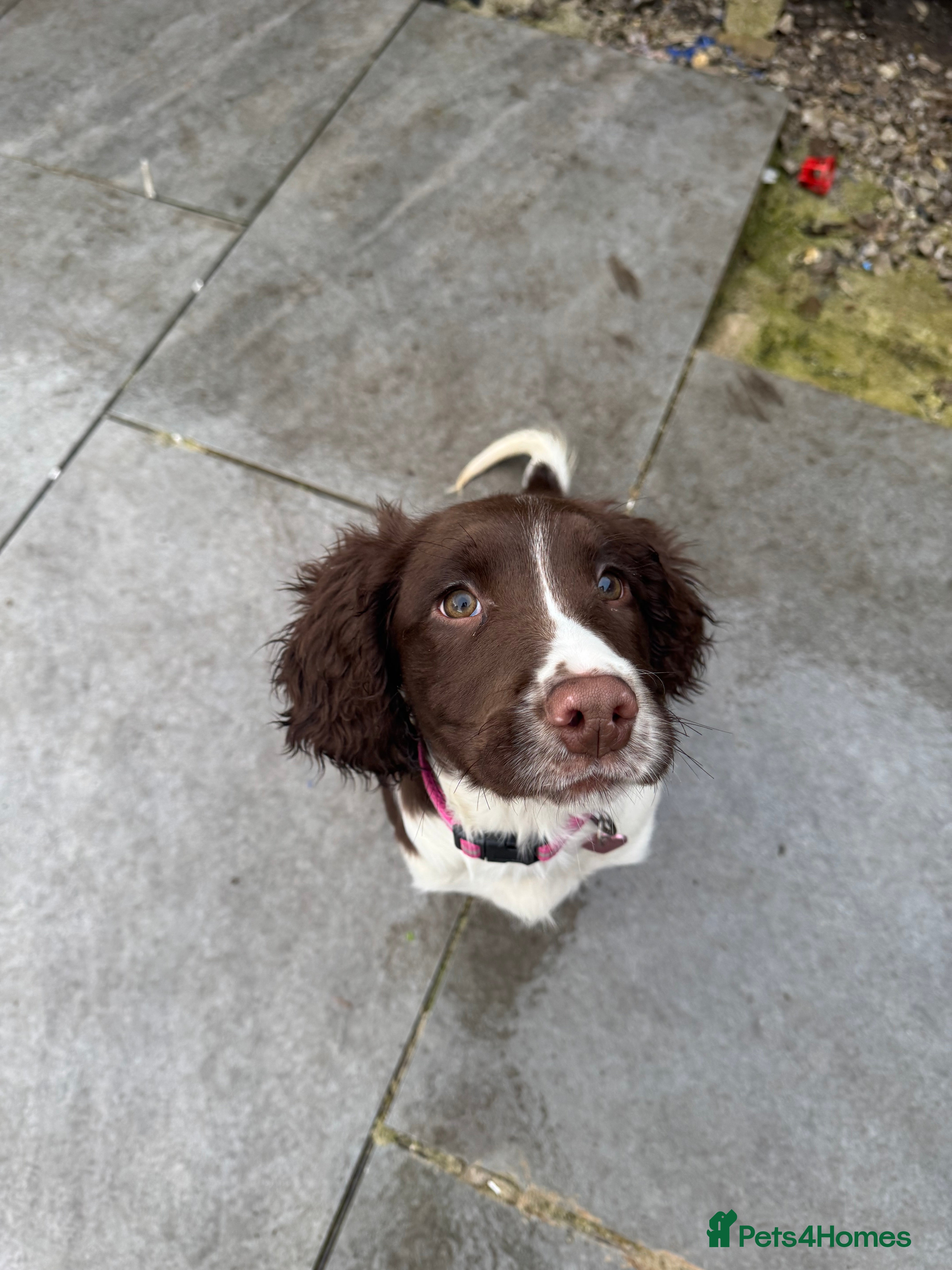 English Springer Spaniel dogs KC female English springer spaniel - Advert 13