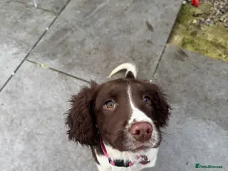 English Springer Spaniel dogs KC female English springer spaniel - Advert 11