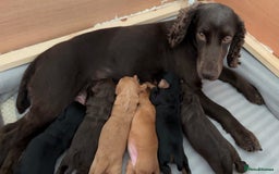 Cocker Spaniel dogs for sale: KC Registered Working Cocker Spaniel Puppies - Image 1
