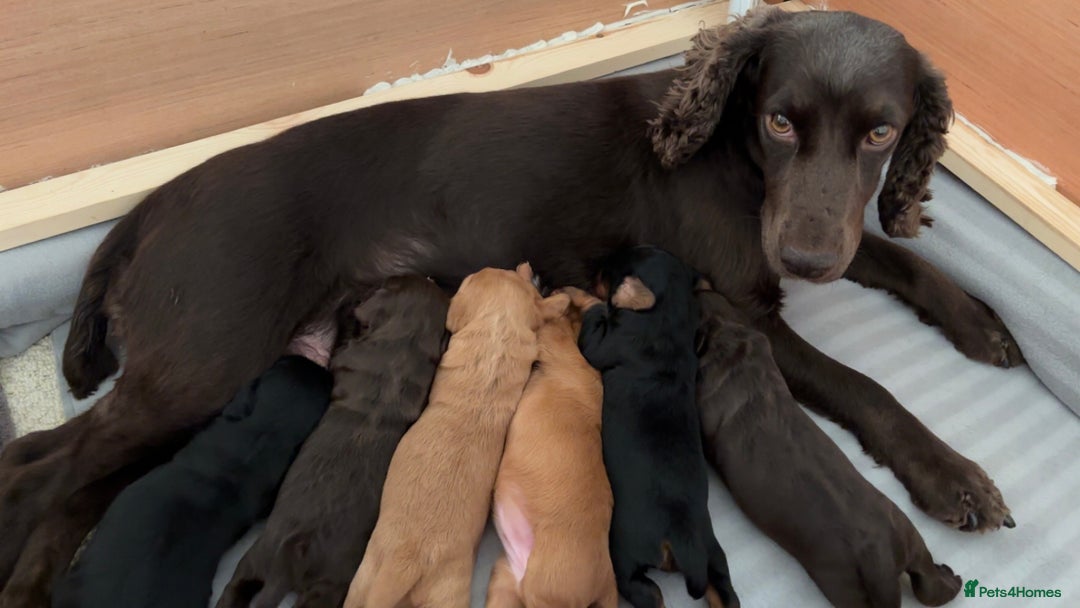 Cocker Spaniel dogs for sale: KC Registered Working Cocker Spaniel Puppies - Image 1