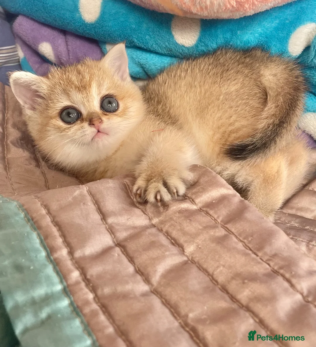 British Shorthair cats for sale: Gorgeous Pure breed golden British shorthair  - Advert 2