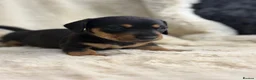 Miniature Dachshund dogs for sale: Stunning mini long haired dachshund puppies - Advert 6
