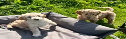 Goldendoodle dogs for sale: Stunning Goldendoodle Puppies - Advert 14