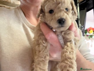Toy Poodle dogs Toy poodle just one baby left now - Advert 3
