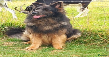 Mixed Breed dogs - Advert 4