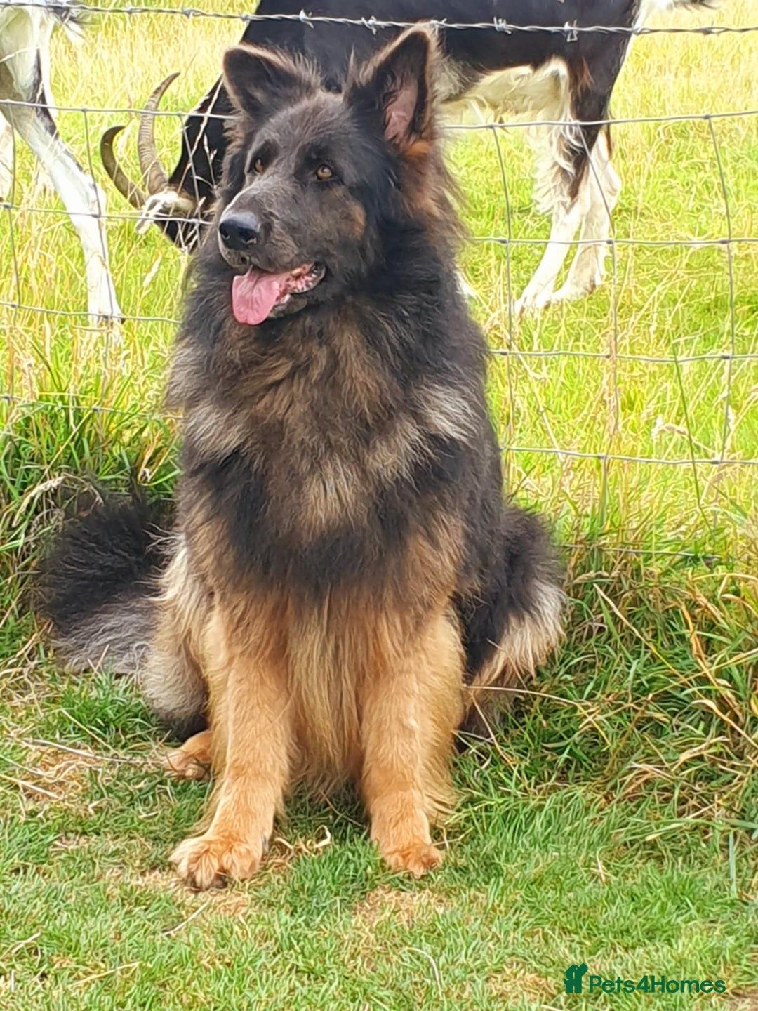 Mixed Breed dogs for sale: German Shepherd x collie - Image 2
