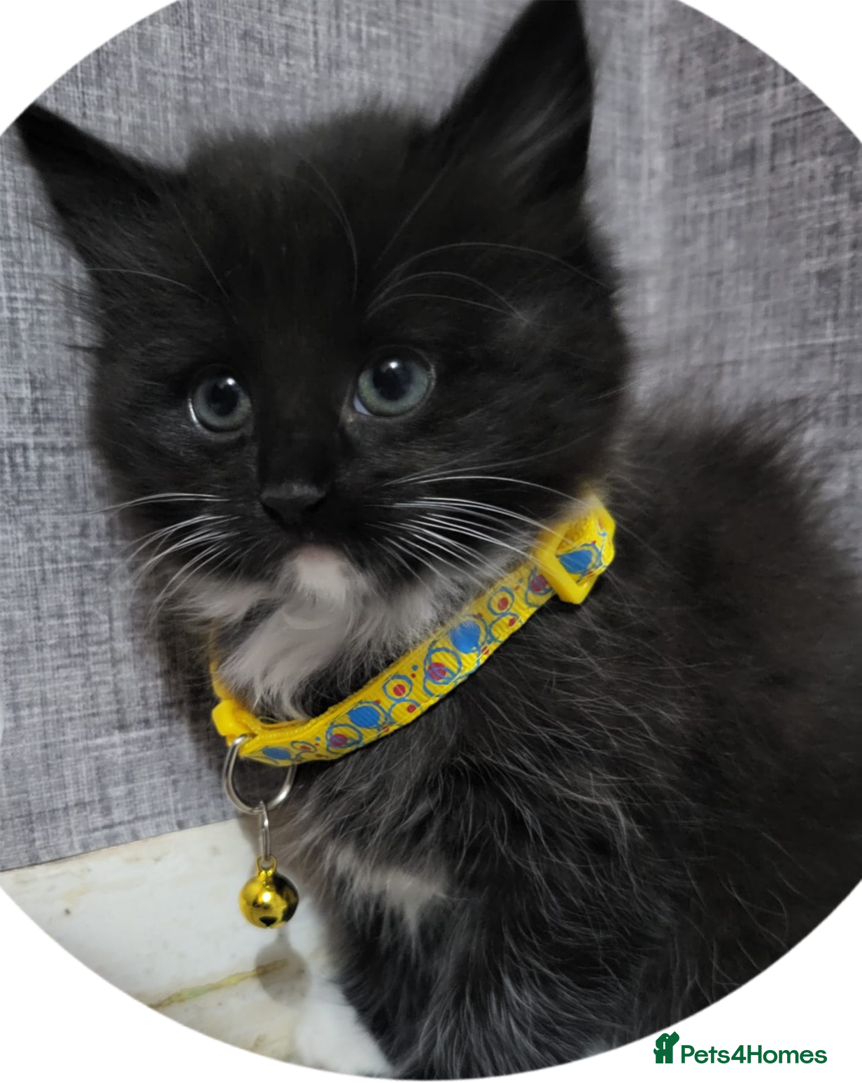 Mixed Breed cats Kittens  - Advert 1