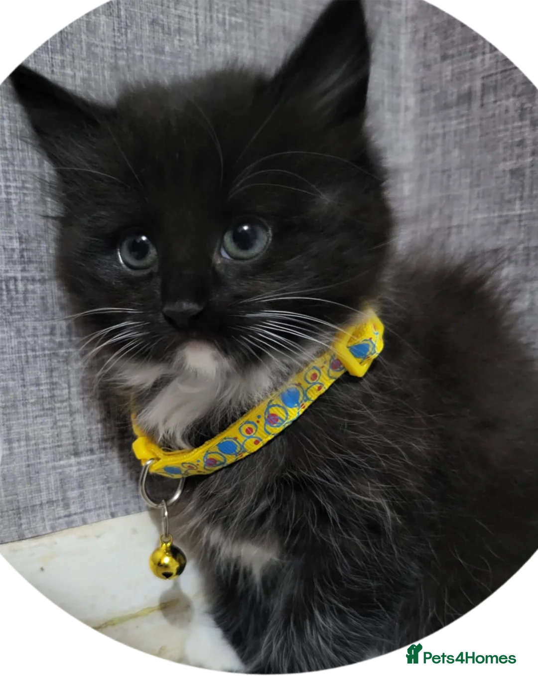 Mixed Breed cats for sale: Kittens  - Advert 1