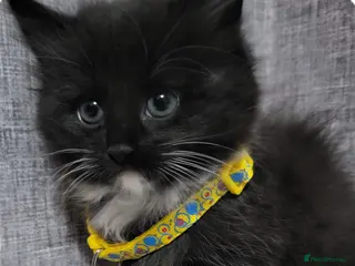 Mixed Breed cats Kittens - Advert 1