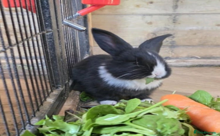 Continental Giant rabbits - Advert 2