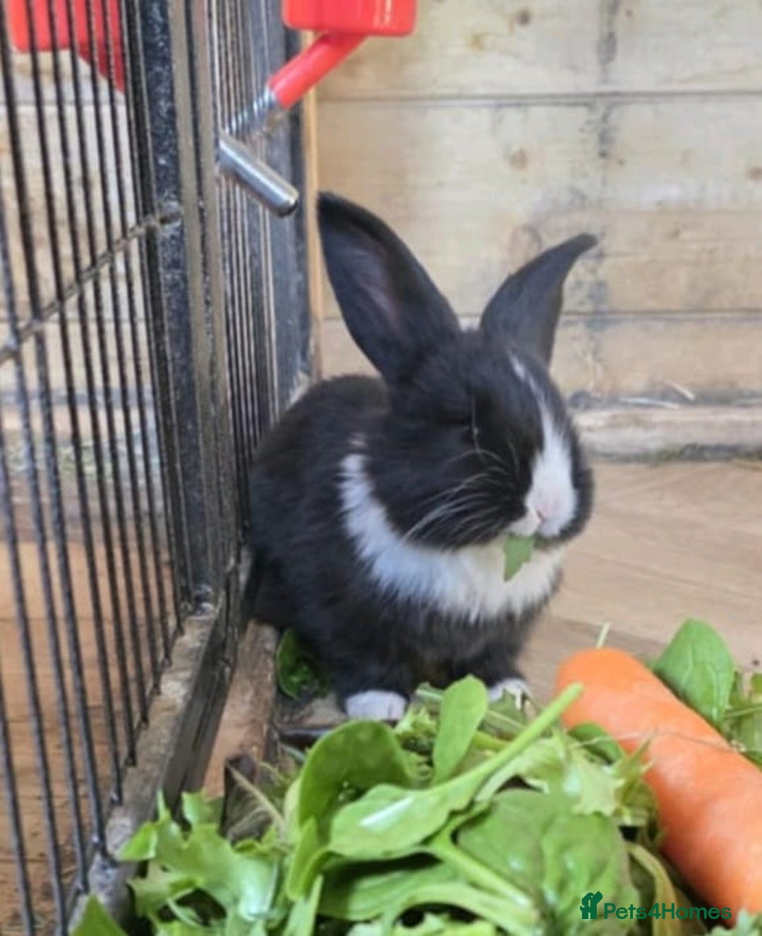 Continental Giant rabbits for sale: 1 x BUCK Continental Giant - Image 1