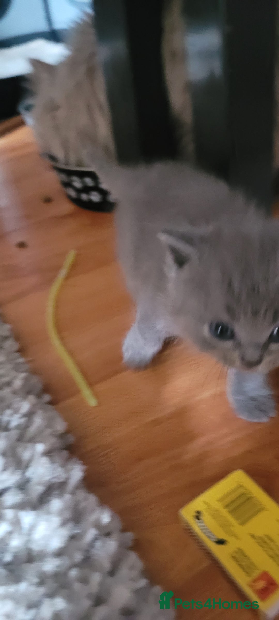 Scottish Fold cats for sale: 4 Scottish Fold kittens with mother - Image 14