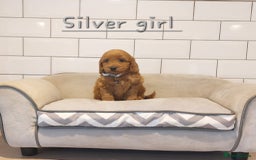 Cockapoo dogs for sale: F1 Cockapoo puppies - Advert 6