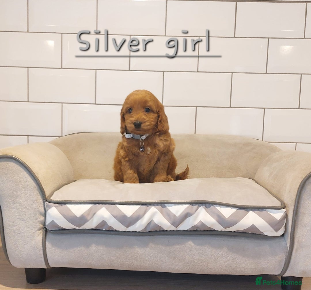 Cockapoo dogs for sale: F1 Cockapoo puppies - Advert 6