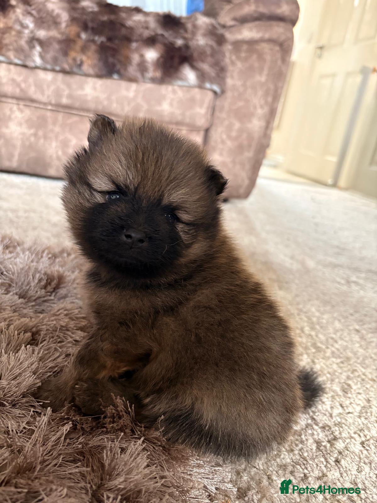 Pomeranian dogs Fur babies need loving forever home  - Advert 1